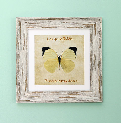 Irish Garden Butterflies Large White 9"x 9" available in 4 frame colours.