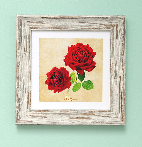 Irish Garden Flowers Rosa 9"x 9", available in 4 frame colours.